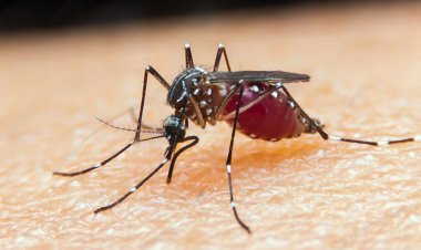 Taxa de mortalidade de doenças negligenciadas aumenta durante pandemia