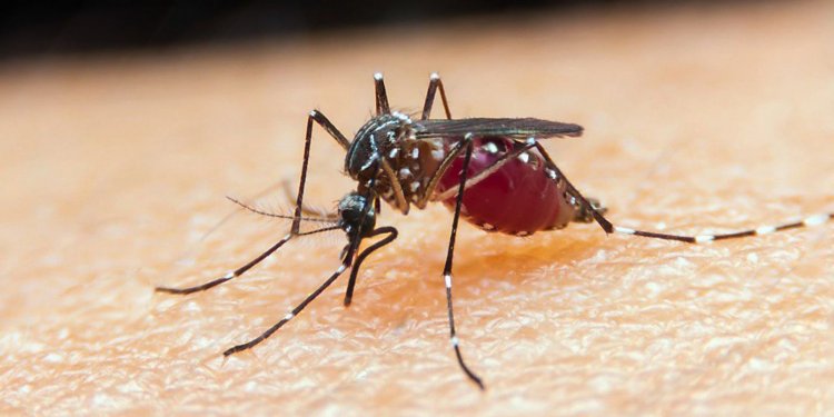 Taxa de mortalidade de doenças negligenciadas aumenta durante pandemia