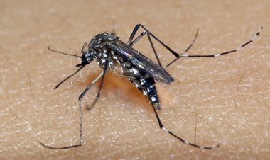 Infecções por dengue cresceram 94% em uma semana em Minas Gerais
