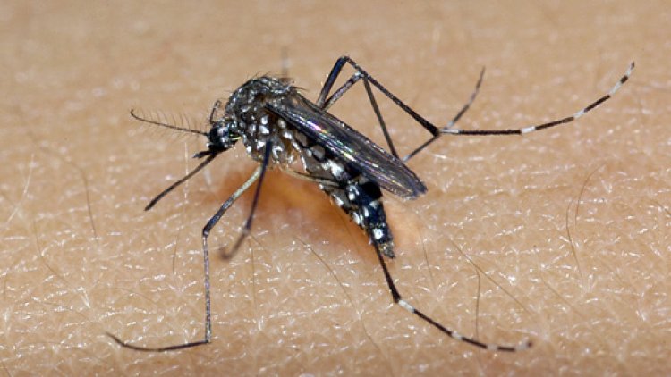 Infecções por dengue cresceram 94% em uma semana em Minas Gerais