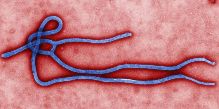 Novo surto de ebola atinge a República Democrática do Congo