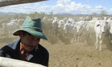 Vacinação contra aftosa será suspensa em seis estados e no DF