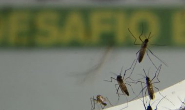 Casos de dengue aumentam 300% e causam 14 mortes no Rio em 2022