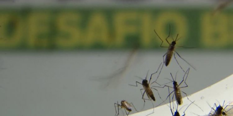 Casos de dengue aumentam 300% e causam 14 mortes no Rio em 2022