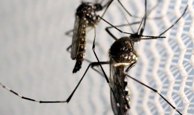 Dia Nacional de Combate ao Aedes aegypti é neste sábado