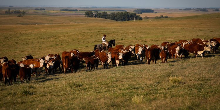 Vacinação contra febre aftosa é prorrogada até 17 de dezembro