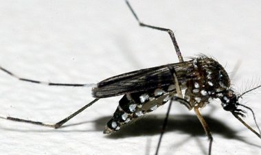 Pesquisa revela nível de infestação do Aedes aegypti em Minas