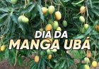 Patrimônio Natural: 13 de dezembro é comemorado o Dia da Manga Ubá