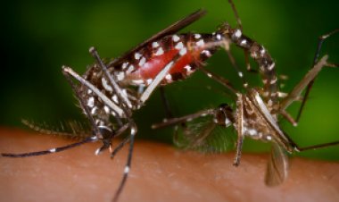 Ubá: Informativo Epidemiológico de Arboviroses 03/2024