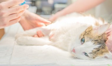 Prefeitura de Ubá oferece castração gratuita para cães e gatos