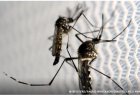 Dia D de combate ao Aedes aegypti ocorre neste sábado em todo o país