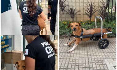 Polícia Civil resgata cadela paraplégica durante enchentes em Ubá